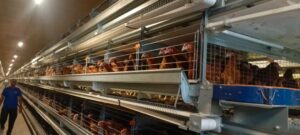 Newton Poultry Drives Food Self-Sufficiency